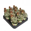 Drvo novca Money Maker (Crassula) u tegli Ø 6,5 cm
