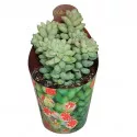 Sedum (Sedum burritum) u tegli Ø 6,5 cm