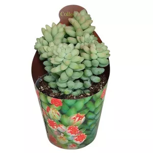 Sedum (Sedum burritum) u tegli Ø 6,5 cm