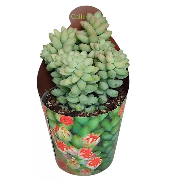 Sedum (Sedum burritum) u tegli Ø 6,5 cm