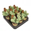 Sedum (Sedum burritum) u tegli Ø 6,5 cm
