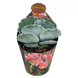 Kotiledon (Cotyledon orbiculata undulatum) u tegli Ø 6,5 cm