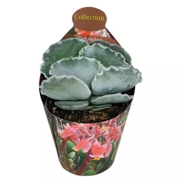 Kotiledon (Cotyledon orbiculata undulatum) u tegli Ø 6,5 cm