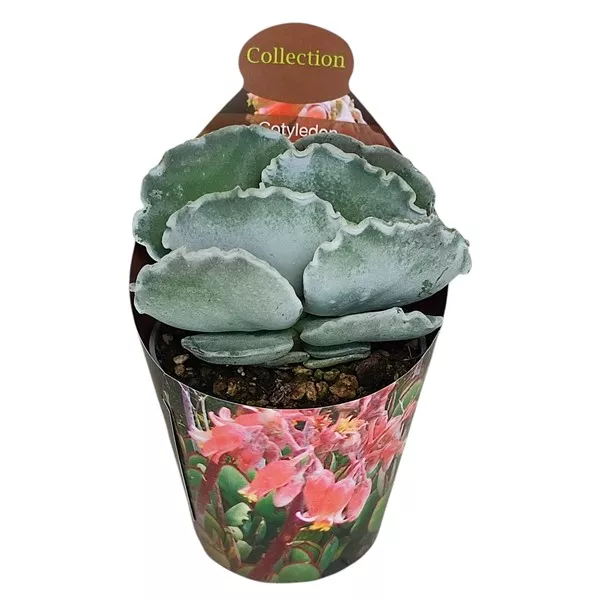 Kotiledon (Cotyledon orbiculata undulatum) u tegli Ø 6,5 cm
