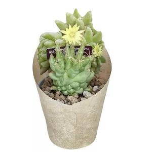 Kaktus (Dolichothele longimamma monstrosa) u tegli Ø 6,5 cm