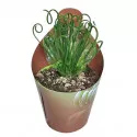 Spiralna biljka (Albuca spiralis) u tegli Ø 6,5 cm
