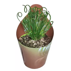 Spiralna biljka (Albuca spiralis) u tegli Ø 6,5 cm