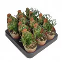 Spiralna biljka (Albuca spiralis) u tegli Ø 6,5 cm