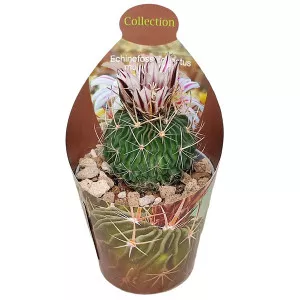 Mozgasti kaktus (Echinofossulocactus multicostatus) u tegli Ø 6,5 cm