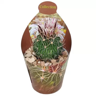 Mozgasti kaktus (Echinofossulocactus multicostatus) u tegli Ø 6,5 cm