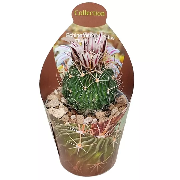 Mozgasti kaktus (Echinofossulocactus multicostatus) u tegli Ø 6,5 cm