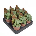 Euphorbia (Euphorbia fruticosa inermis) u tegli Ø 6,5 cm
