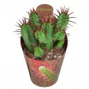 Euphorbia (Euphorbia enopla) u tegli Ø 6,5 cm