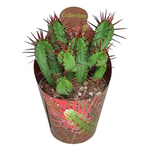 Euphorbia (Euphorbia enopla) u tegli Ø 6,5 cm