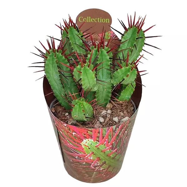 Euphorbia (Euphorbia enopla) u tegli Ø 6,5 cm