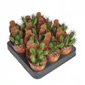 Euphorbia (Euphorbia enopla) u tegli Ø 6,5 cm