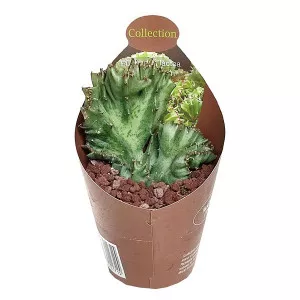 Zelena euphorbia (Euphorbia lactea cristata) u tegli Ø 6,5 cm