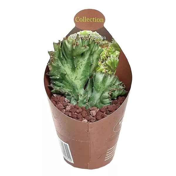 Zelena euphorbia (Euphorbia lactea cristata) u tegli Ø 6,5 cm