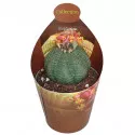 Euphorbia (Euphorbia obesa) u tegli Ø 6,5 cm