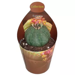 Euphorbia (Euphorbia obesa) u tegli Ø 6,5 cm