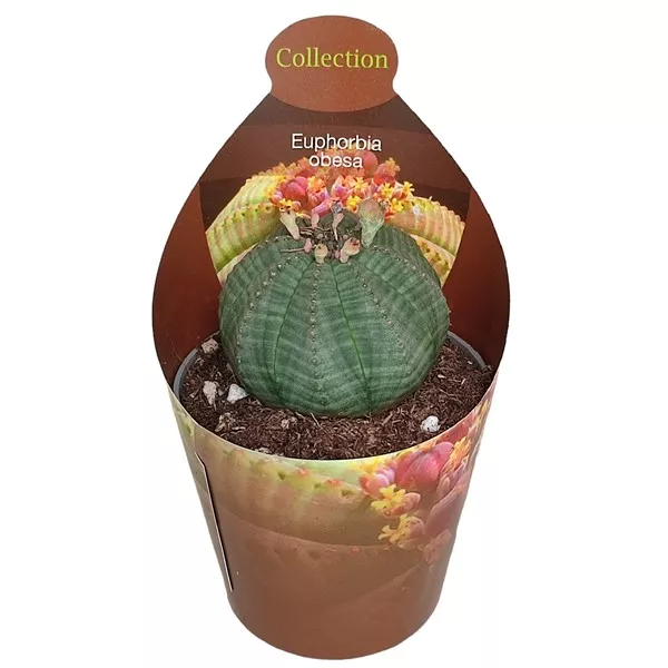 Euphorbia (Euphorbia obesa) u tegli Ø 6,5 cm