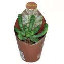 Euphorbia (Euphorbia inermis) u tegli Ø 6,5 cm
