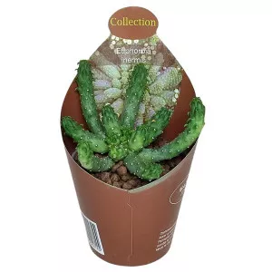 Euphorbia (Euphorbia inermis) u tegli Ø 6,5 cm