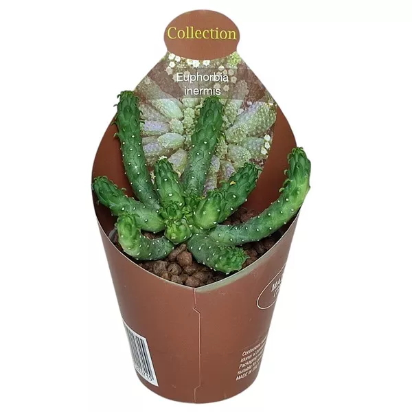 Euphorbia (Euphorbia inermis) u tegli Ø 6,5 cm