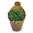 Euphorbia (Euphorbia susannae) u tegli Ø 6,5 cm