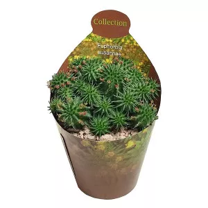Euphorbia (Euphorbia susannae) u tegli Ø 6,5 cm