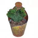 Euphorbia (Euphorbia triangularis cristata) u tegli Ø 6,5 cm
