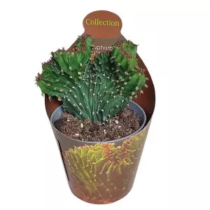 Euphorbia (Euphorbia triangularis cristata) u tegli Ø 6,5 cm