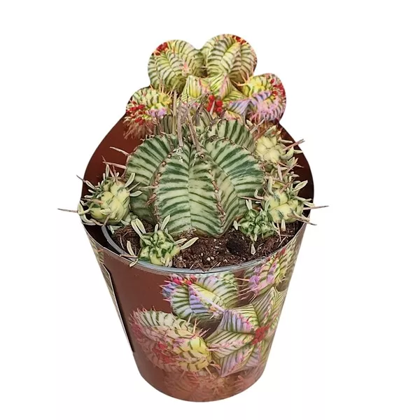 Kaktus (Euphorbia meloformis variegata) u tegli Ø 6,5 cm