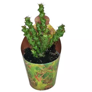 Euphorbia (Euphorbia lenewtonii) u tegli Ø 6,5 cm