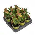 Euphorbia (Euphorbia lenewtonii) u tegli Ø 6,5 cm