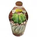 Bačvasti kaktus (Ferocactus glaucescens inermis) u tegli Ø 6,5 cm