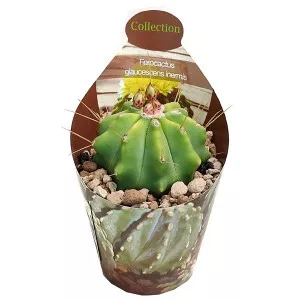 Bačvasti kaktus (Ferocactus glaucescens inermis) u tegli Ø 6,5 cm