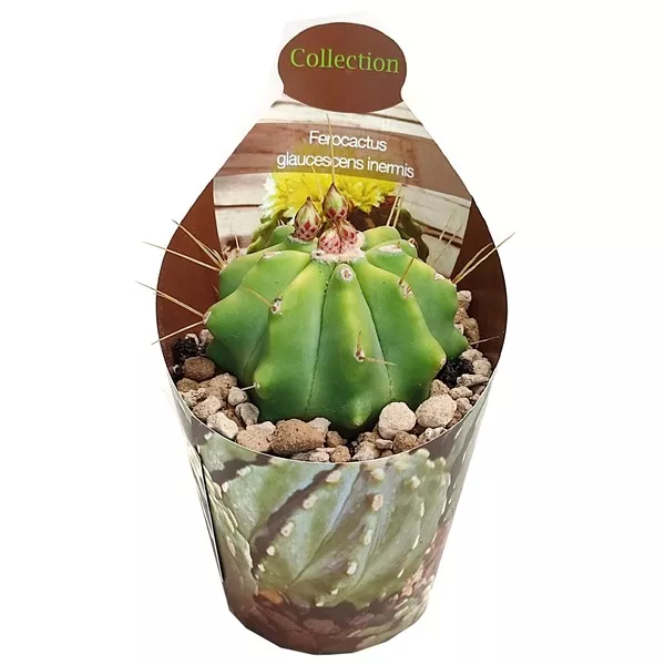 Bačvasti kaktus (Ferocactus glaucescens inermis) u tegli Ø 6,5 cm
