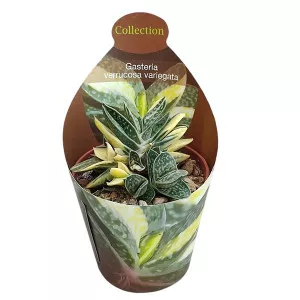 Gasteria (Gasteria verrucosa variegata) u tegli Ø 6,5 cm