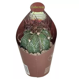 Zvjezdasti kaktus (Astrophytum capricorne) u tegli Ø 6,5 cm
