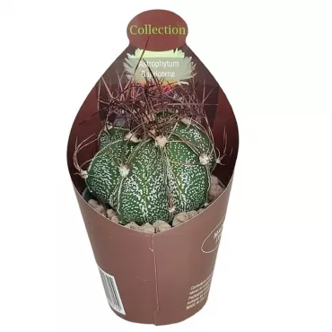 Zvjezdasti kaktus (Astrophytum capricorne) u tegli Ø 6,5 cm