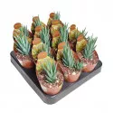 Haworthia (Haworthia glauca) u tegli Ø 6,5 cm