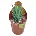 Haworthia (Haworthia glauca) u tegli Ø 6,5 cm