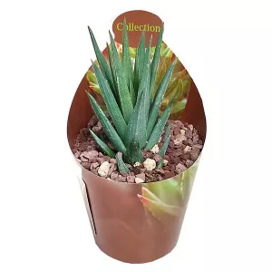 Haworthia (Haworthia glauca) u tegli Ø 6,5 cm
