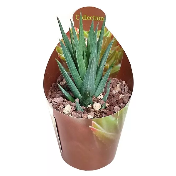Haworthia (Haworthia glauca) u tegli Ø 6,5 cm