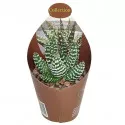 Haworthia (Haworthia papillosa) u tegli Ø 6,5 cm