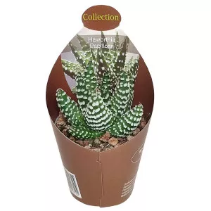 Haworthia (Haworthia papillosa) u tegli Ø 6,5 cm