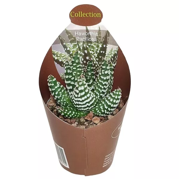 Haworthia (Haworthia papillosa) u tegli Ø 6,5 cm