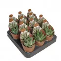 Haworthia (Haworthia papillosa) u tegli Ø 6,5 cm