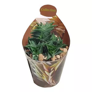 Haworthia (Haworthia viscosa) u tegli Ø 6,5 cm
